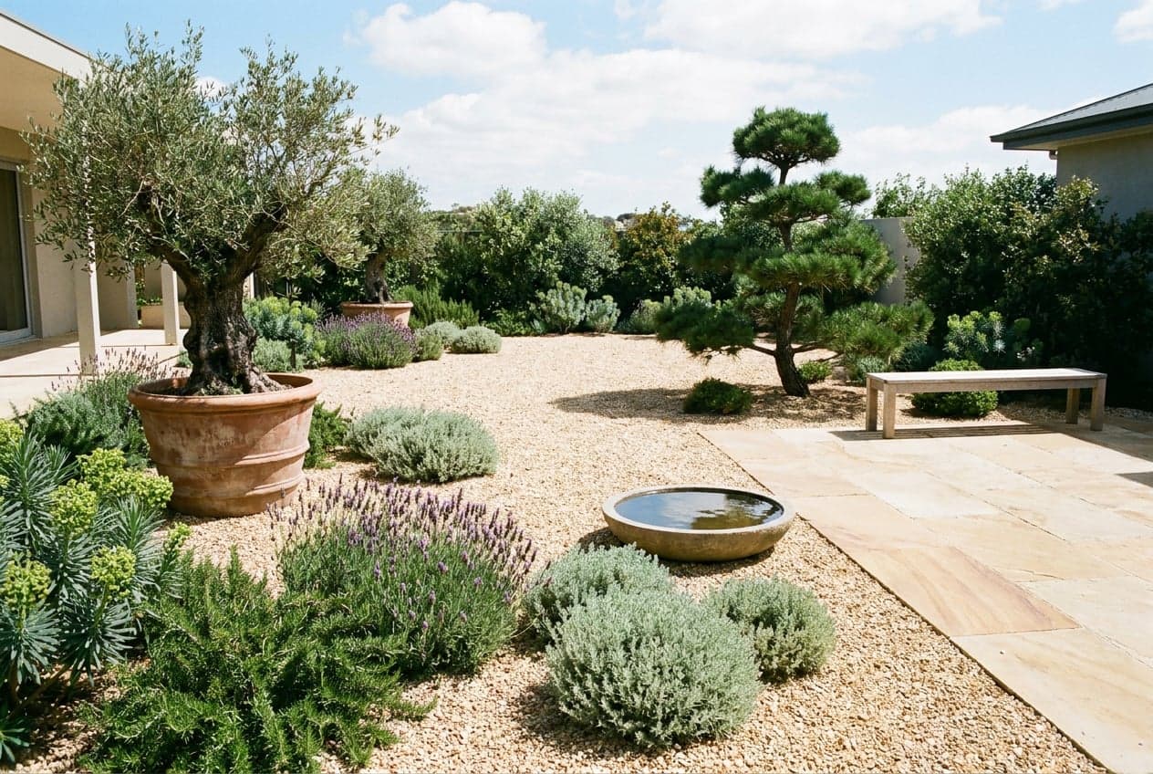 A calm gravel garden with drought-tolerant lavender and santolina, a potted olive tree, a sculptural pine, limestone paving and a still water bowl